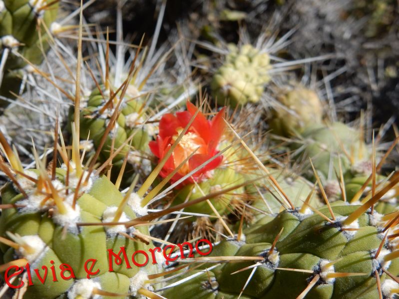 Cumulopuntia boliviana